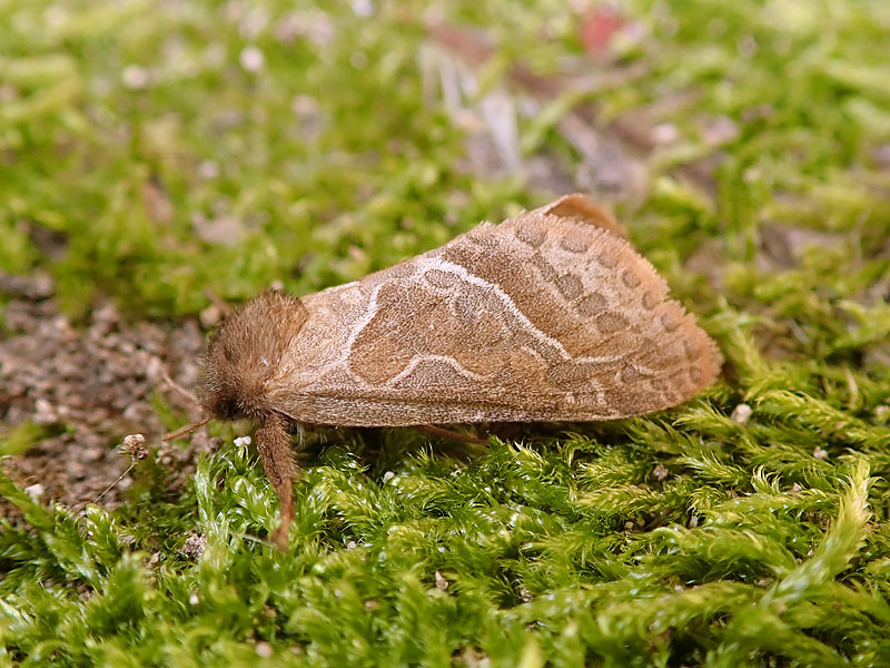 Noctuidae? No, Hepialidae: Triodia sylvina